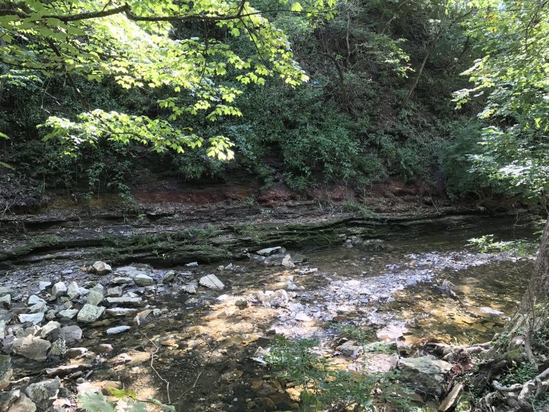 Plants of Adena Brook/Overbrook Ravine – Logan's Botany Blog