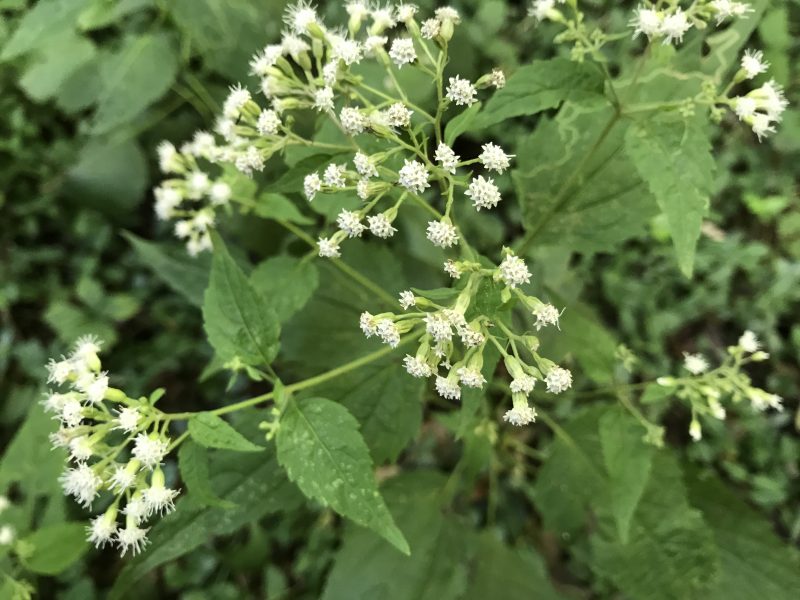 White Snakeroot